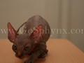 Sphynx(3)