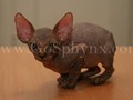 Sphynx(4)