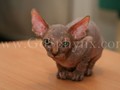 Sphynx(5)