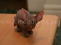 Sphynx(7)