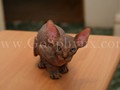 Sphynx(8)