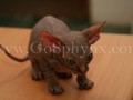 Sphynx(9)