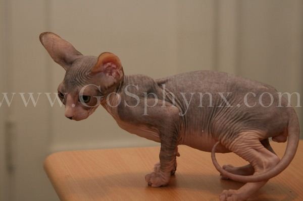 Sphynx(1)