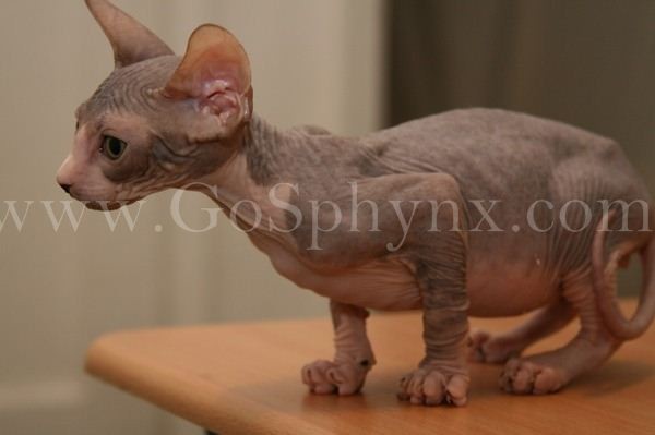 Sphynx(2)