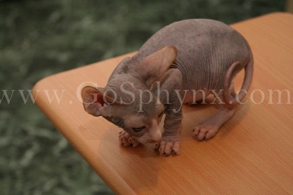 Sphynx(3)