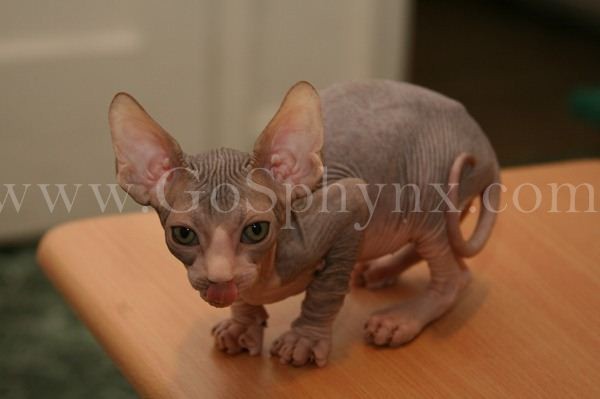 Sphynx(4)