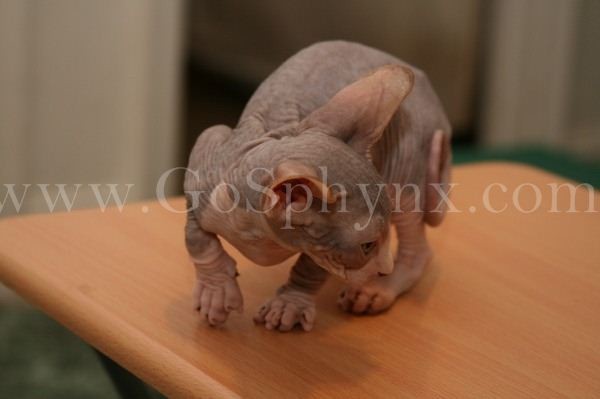 Sphynx(5)