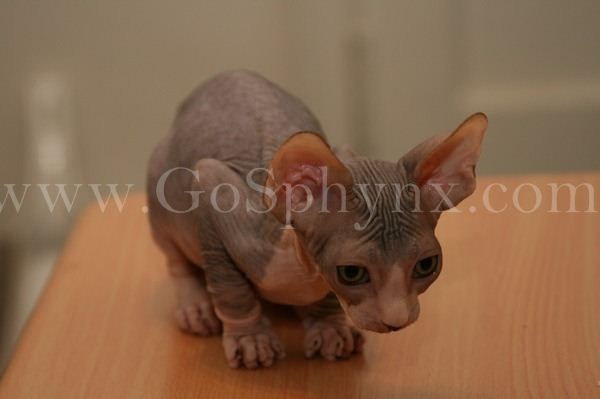 Sphynx(6)