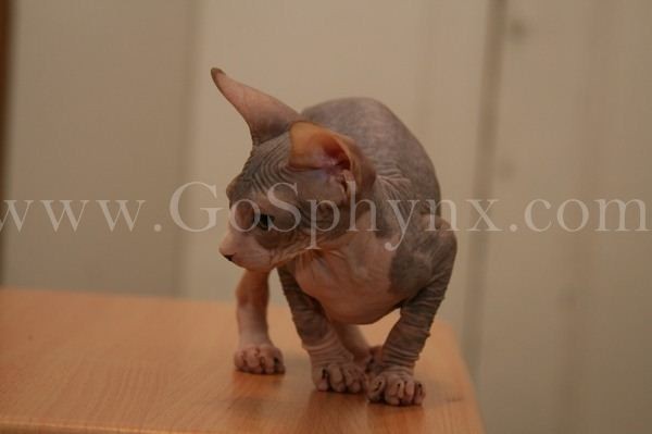 Sphynx(7)