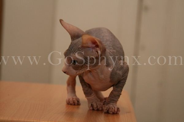 Sphynx(7)