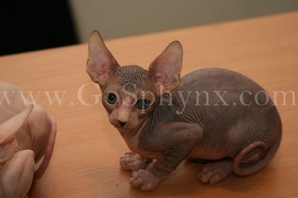 Sphynx(8)