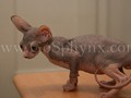 Sphynx(1)