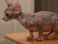 Sphynx(2)