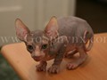 Sphynx(4)