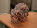 Sphynx(5)