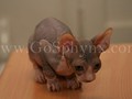 Sphynx(6)