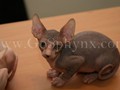 Sphynx(8)